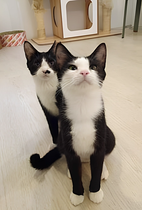 【ビフォー・アフター】多頭飼育崩壊からレスキューされた猫、仲良し２頭で同じ“ずっとのお家へ