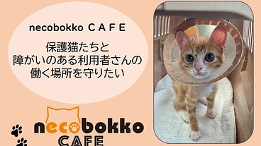 【保護猫たちと障がいのある利用者さんの働く場所を守りたい】 のトップ画像