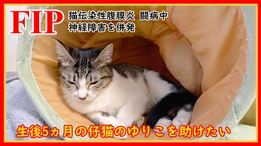 神経症状を併発した難病FIPと闘うゆりこを救うためご支援願います のトップ画像