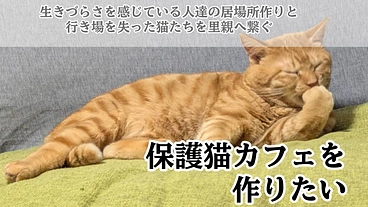 就労継続支援B型事業所（保護ネコカフェ、動物同伴民泊）を開設したい のトップ画像
