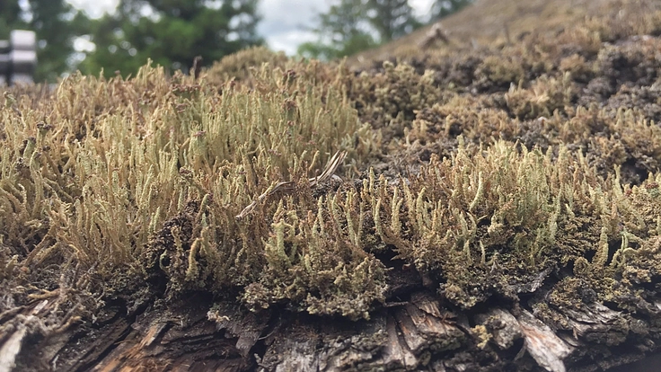 菅原道真公を生前より祀る「生身天満宮」｜令和の大修復事業へご支援を 10枚目