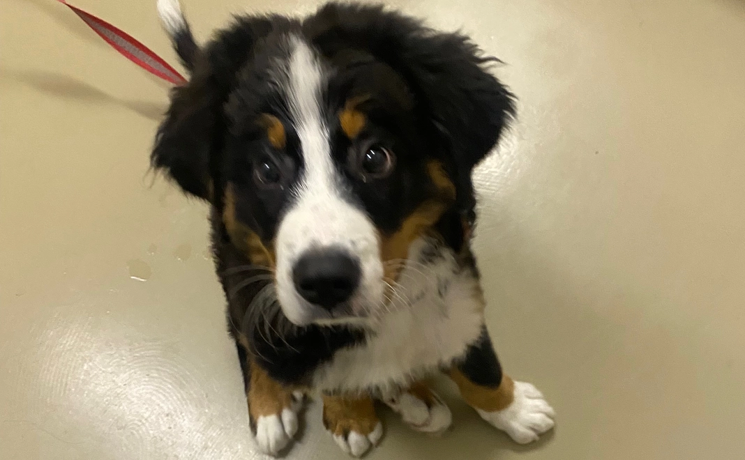 とうたの手術費用の支援をお願いいたします①