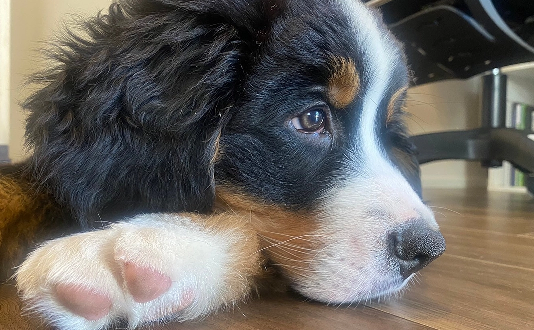 とうたの手術費用の支援をお願いいたします②