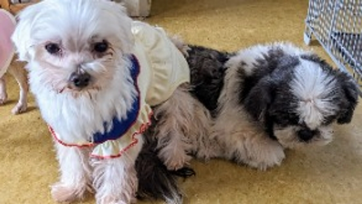 シェルター近況