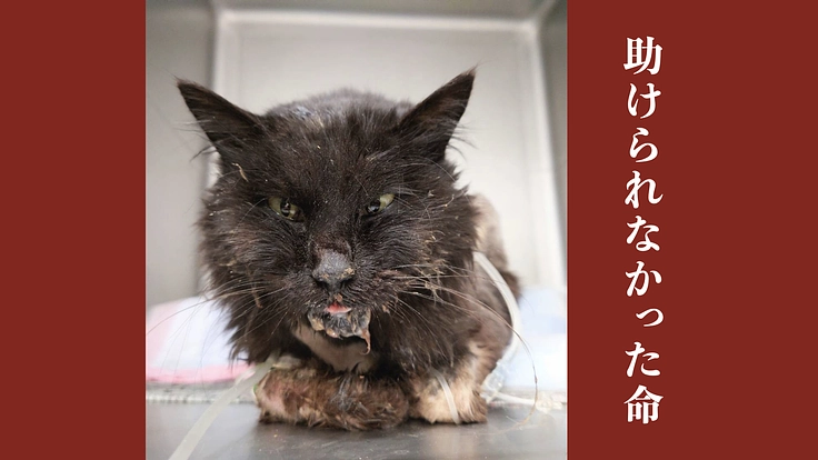 決して投げ出さない。シェルターの猫たちの命を守り続けるために