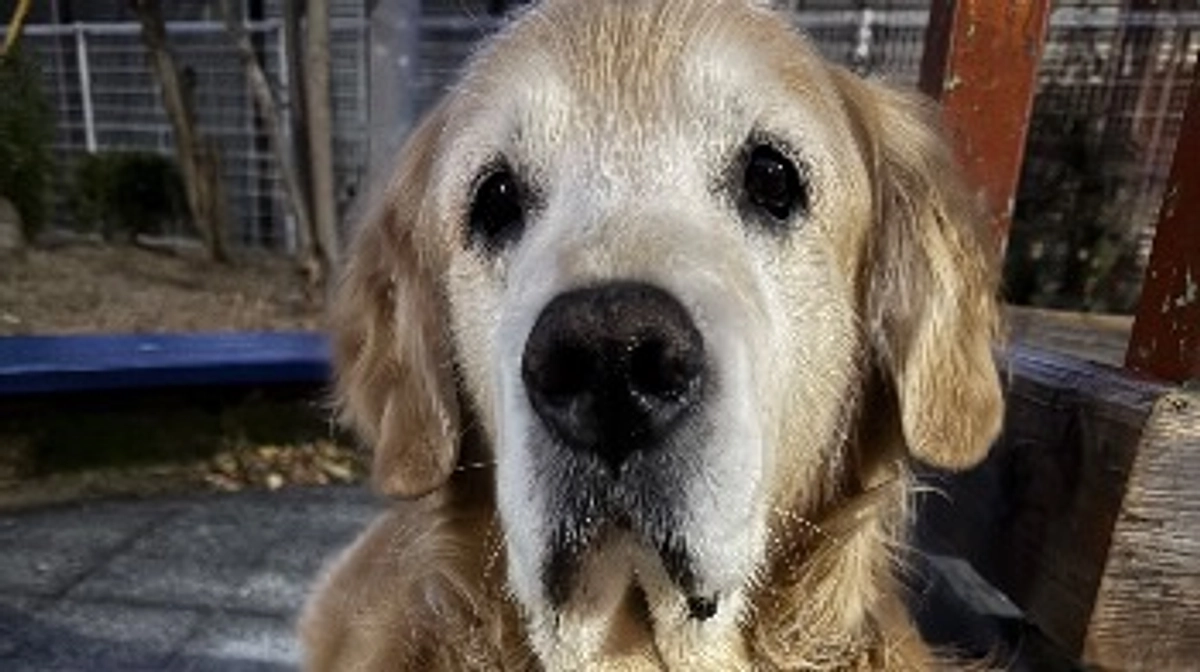 珍しく雪が降りました