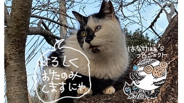 野良猫だって、生きている。過酷な状況下で生きる猫を助けたい。 のトップ画像