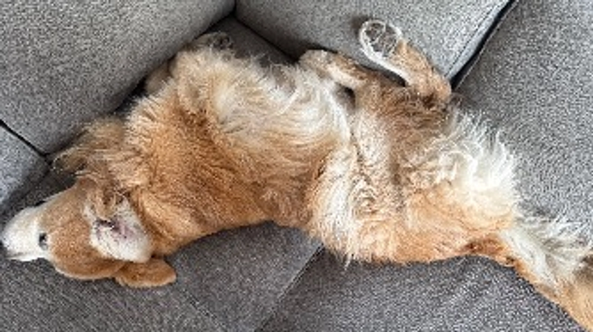 寝る時は人間並の場所をとります