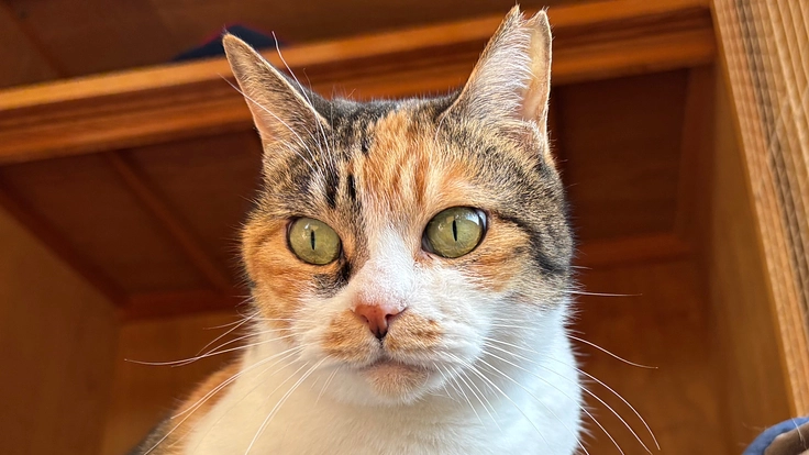 元野良猫、保護猫の写真カレンダーと猫グッズを作製しリターンでお届け