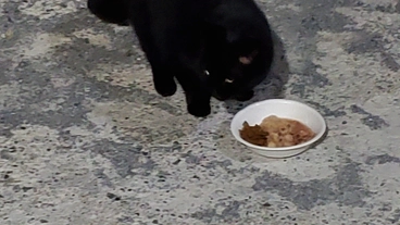 過酷な外で必死に生きる猫達を守りたい。 のトップ画像