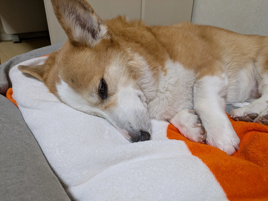 脾臓に腫瘤がわかってから手術までの経過