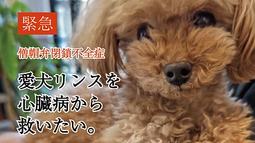 【僧帽弁閉鎖不全症】愛犬リンスの命を助けてください！ のトップ画像