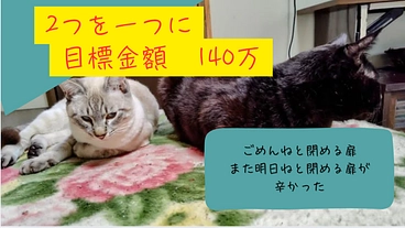 2つを一つに！猫は猫、色んな環境から来た子達の施設の統合を目指す のトップ画像