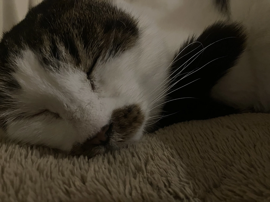 CHOP4.5週目サイクロフォスファマイド