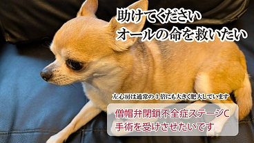 チワワのオールの僧帽弁閉鎖不全症を治す手術費の支援をお願いします のトップ画像