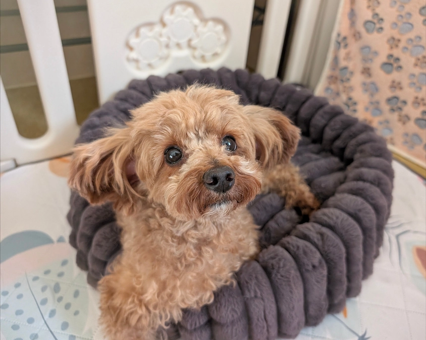 シェルターの活動報告