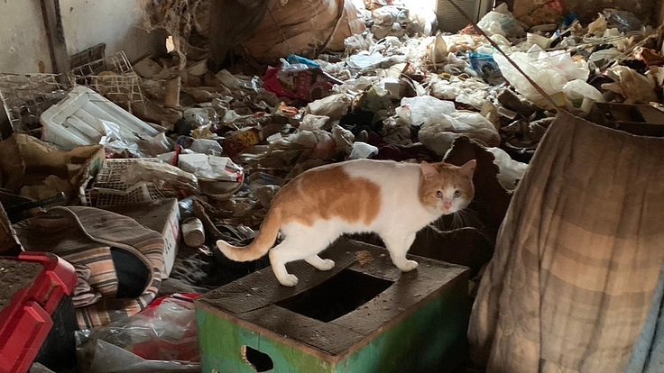 ゴミ屋敷多頭飼育レスキューから2年〜新シェルター移転プロジェクト〜