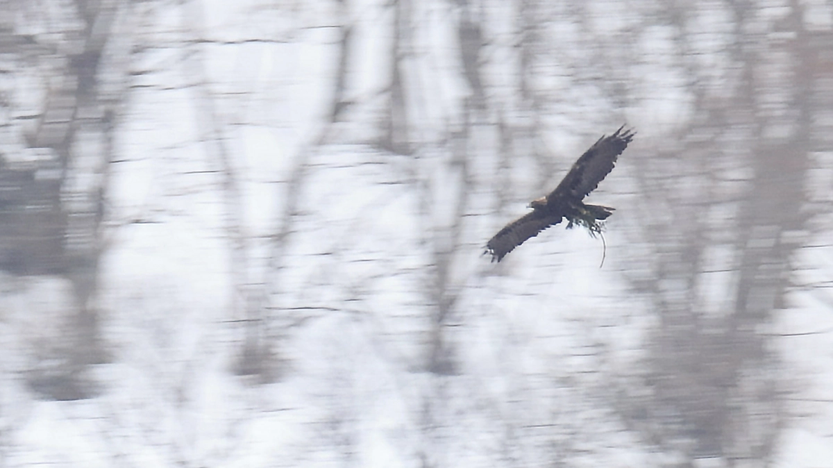 伊吹山のイヌワシペア産卵