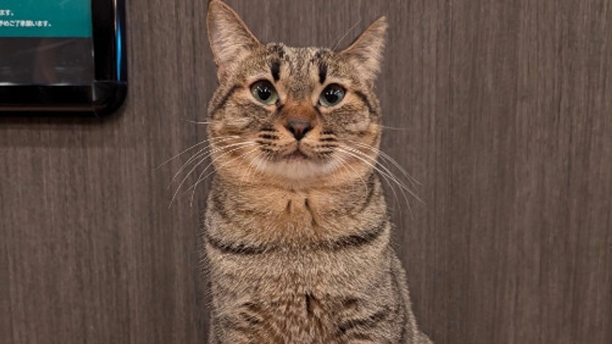 🎓ピノちゃん本格譲渡決定🌸