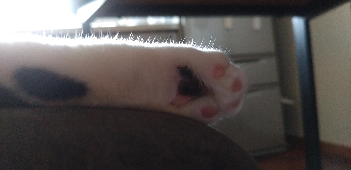 10/14はなちゃんの様子（発作あり）