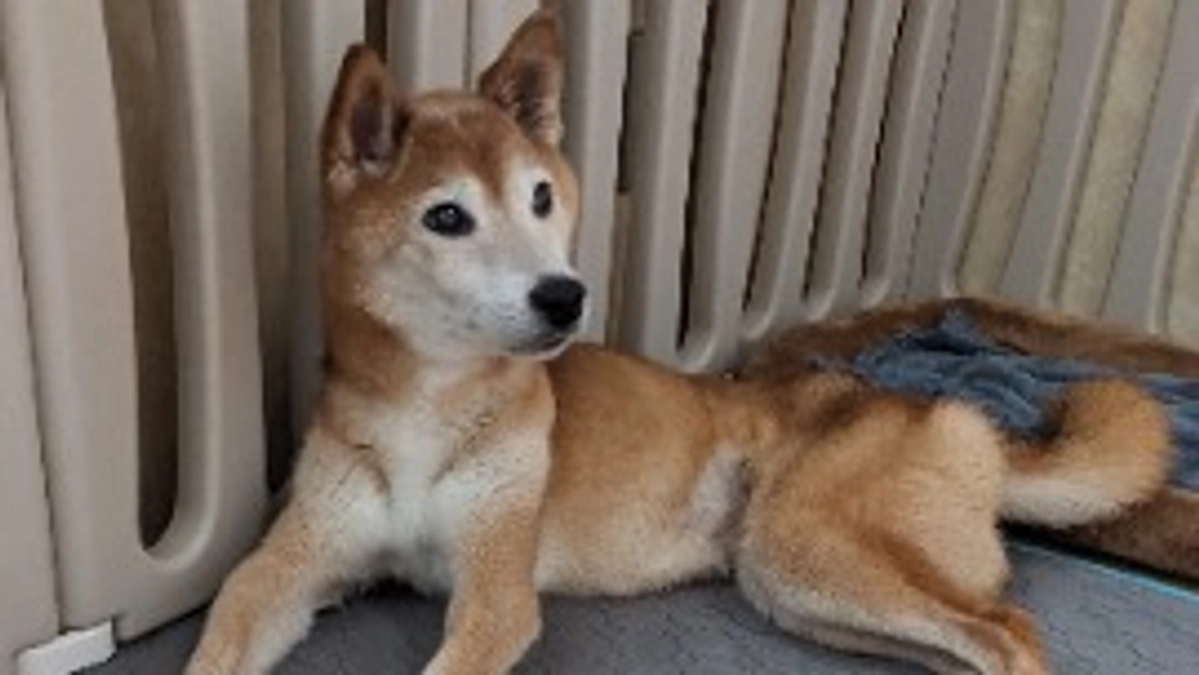 シェルターの近況