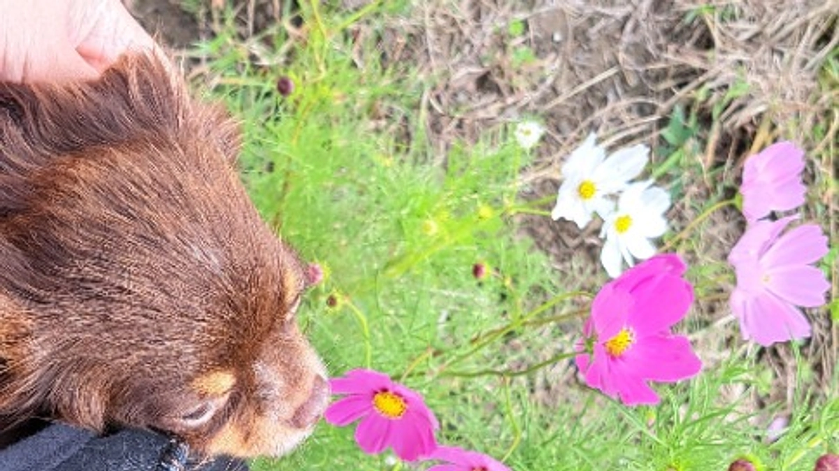 お風呂とお散歩