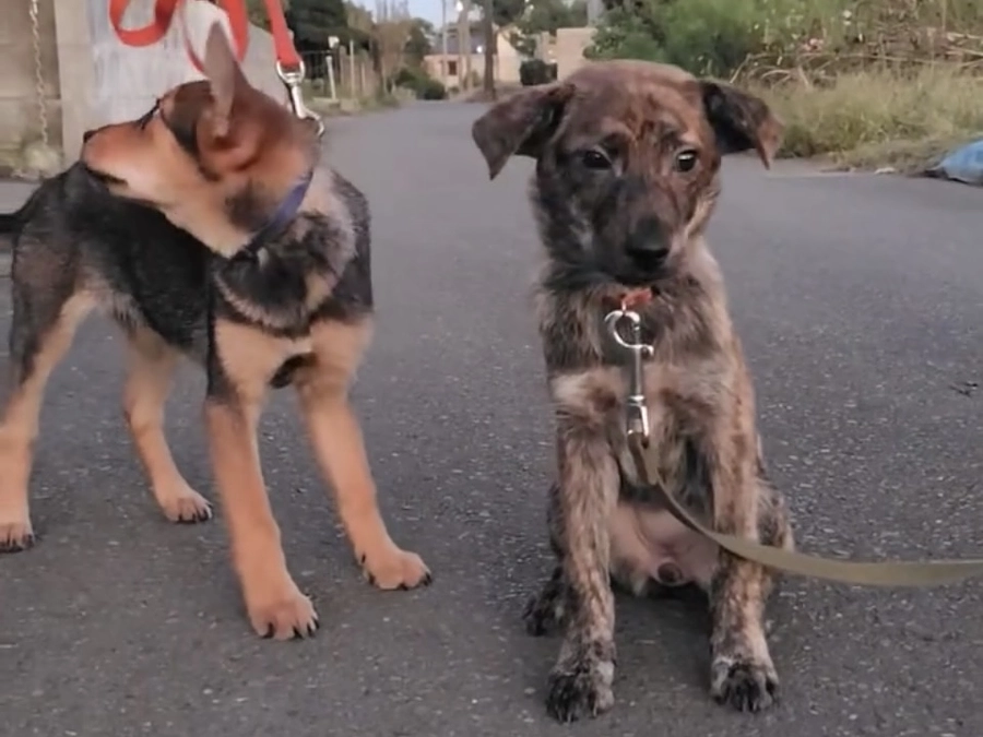 誰にでも初めての時があった。4匹のお散歩