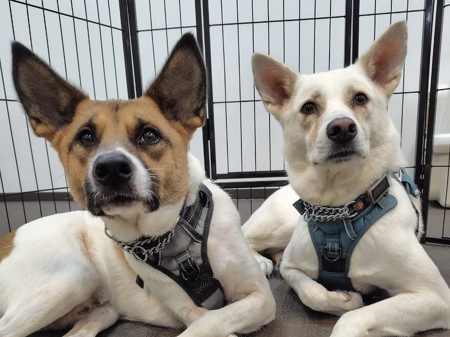 譲渡会をしました。　ペットフォレスト湘南茅ヶ崎店さん