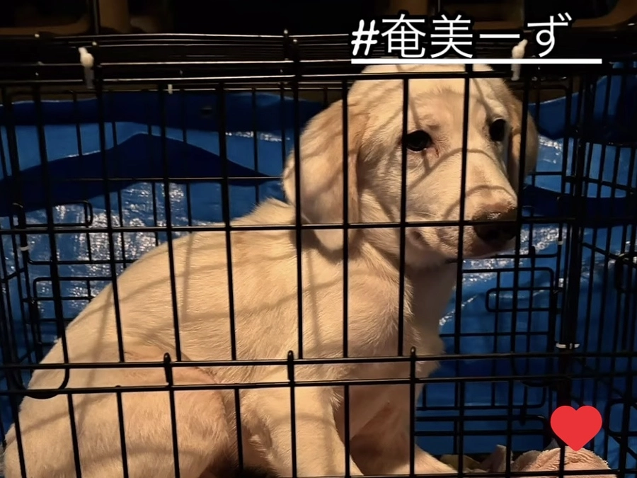 全国から犬がやってくる　羽田空港へのお迎え