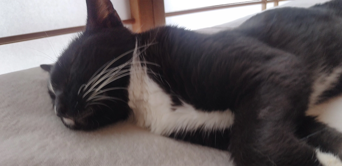 10/17はなちゃんの様子