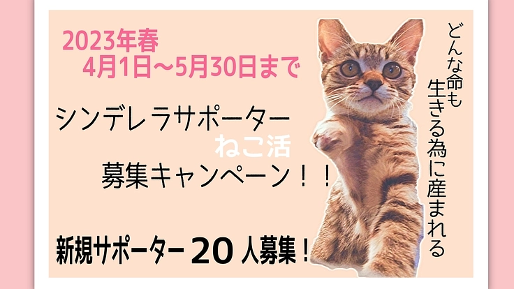 サポーター20名大募集!!「飼い主のいない猫から幸せな飼い猫へ」