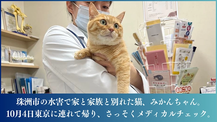 能登半島の被災猫を保護し、医療にかけ、譲渡につなぐ。 6枚目