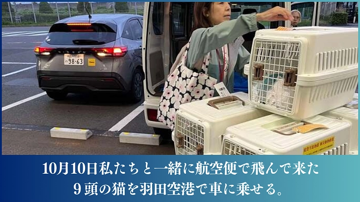 能登半島の被災猫を保護し、医療にかけ、譲渡につなぐ。 5枚目