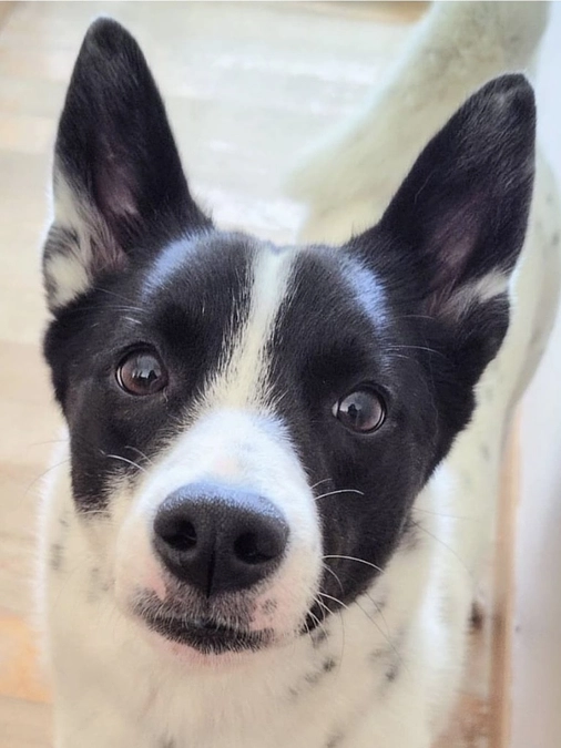 レーベンっ子のご紹介⑨  高く跳べる女の子　穂音（ほのん）