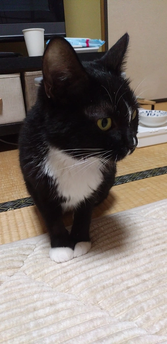 10/20はなちゃんの様子(発作あり)