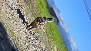 腎不全末期と診断された地域猫のらちゃんを救いたい のトップ画像