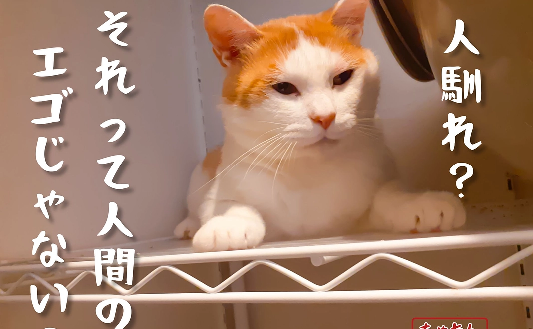 毎月1000円ご支援　シンデレラサポーター