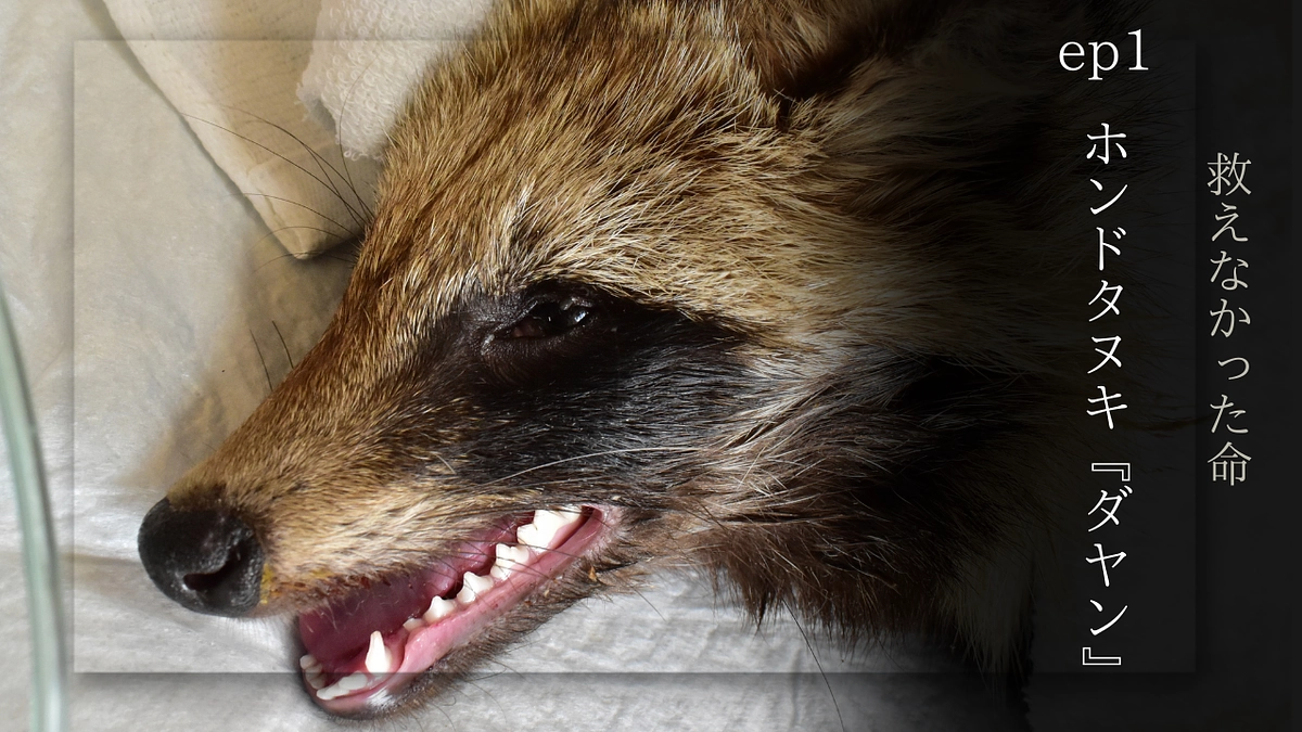 【クラファン挑戦中】救えなかった命　ep.1 ホンドタヌキの『ダヤン』