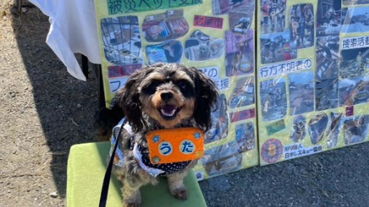 パワフルフェア