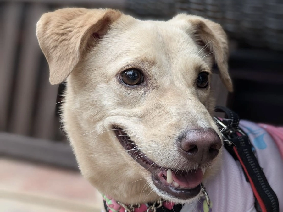 【大切なお知らせ】みなさまのご支援に感謝しながら、活動をふりかえります。