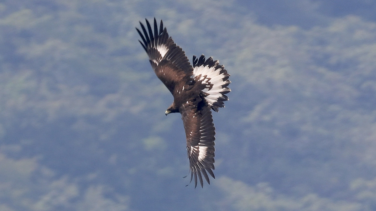 伊吹山のイヌワシ幼鳥「サーナ」2024年10月2〜21日　狩りに励む
