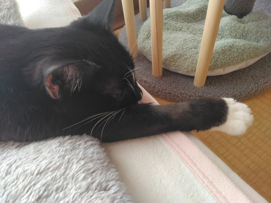 10/25はなちゃんの様子（発作あり）