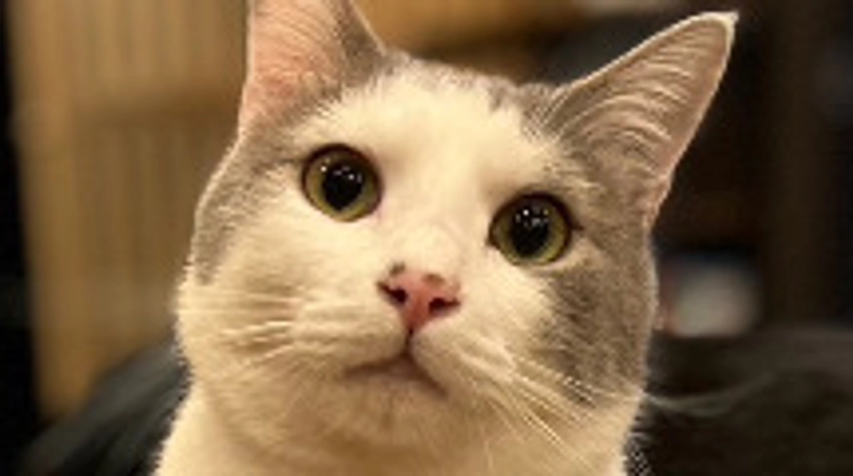 大福お誕生日🎊とたかさき物産展