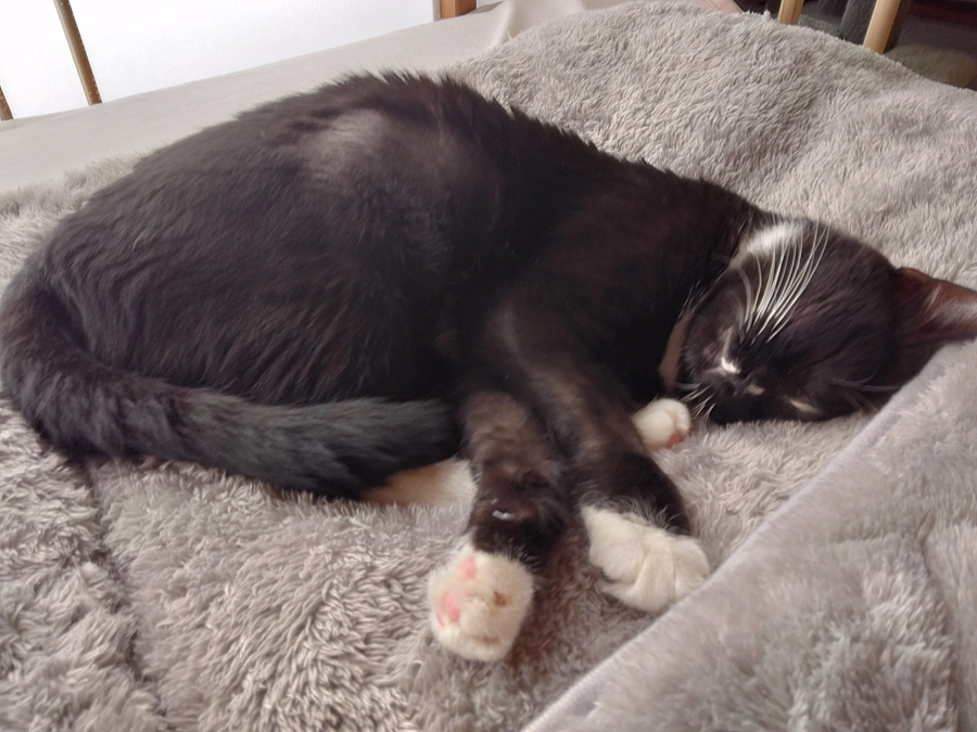 10/29はなちゃんの様子