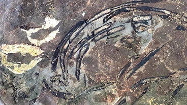 クジラ化石発掘プロジェクト～川底からのSOS～ のトップ画像