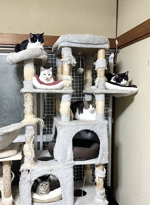 老猫たちが暖かい部屋で過ごせるように