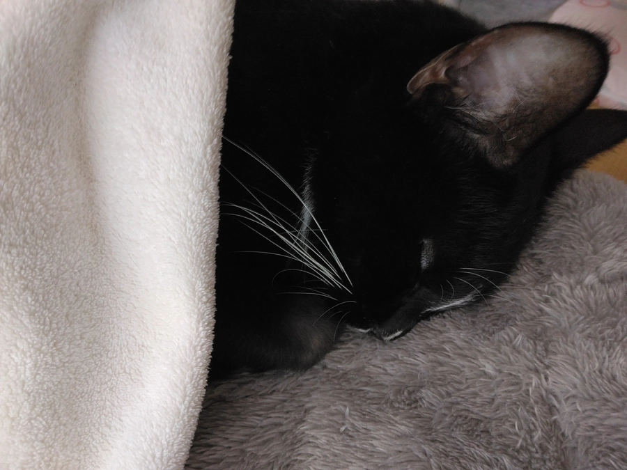 10/31はなちゃんの様子