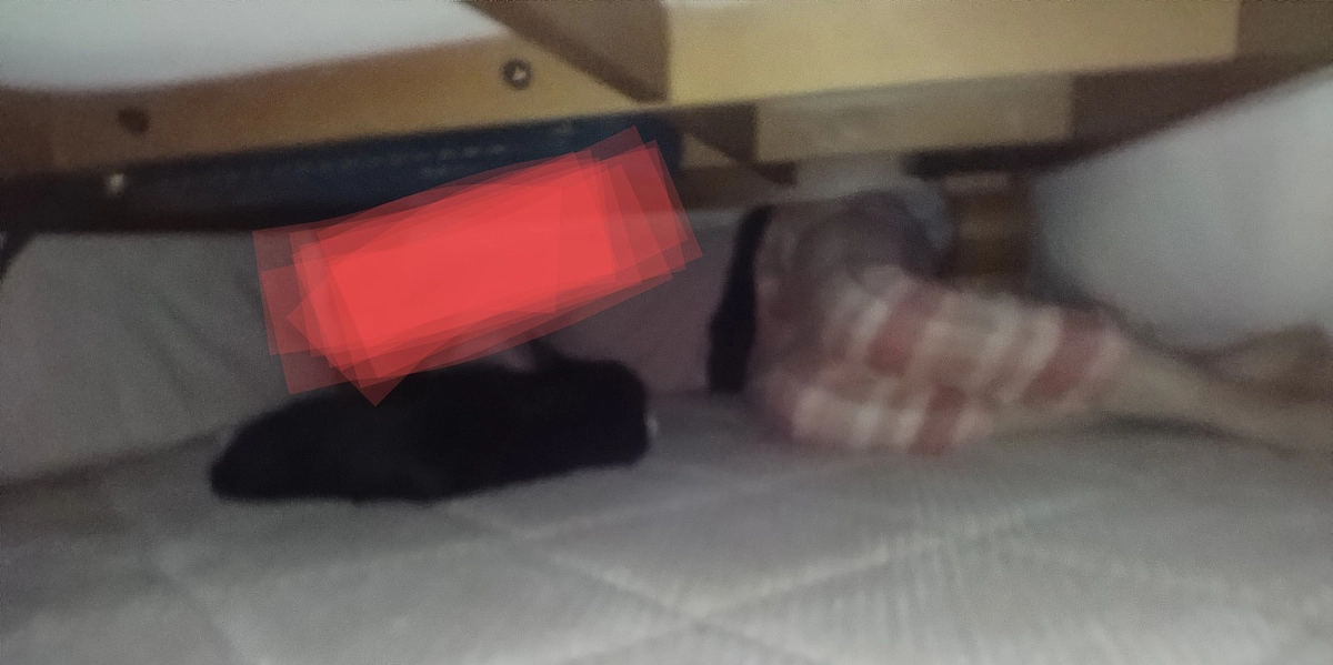 11/1はなちゃんの様子