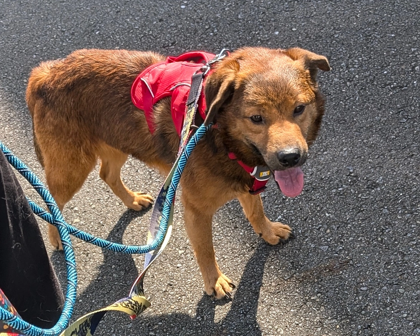 シェルターの活動報告
