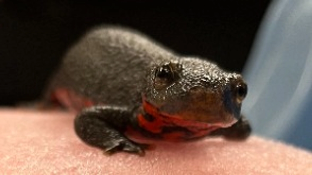 今日のいももと活動報告